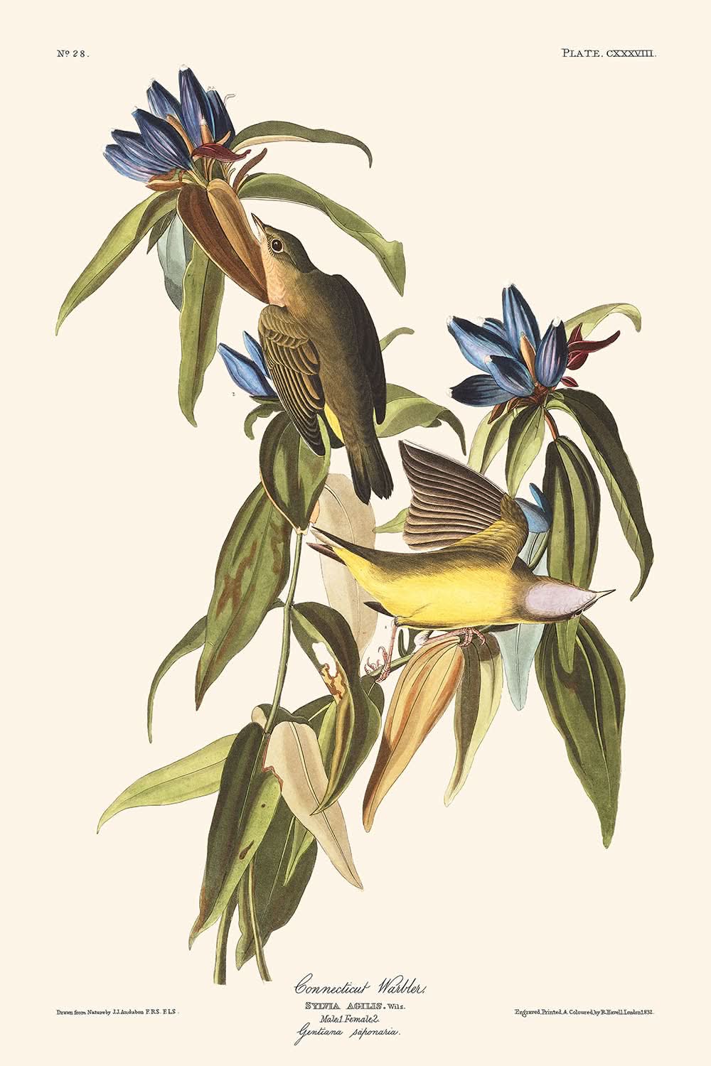 Gorrión de Connecticut por John James Audubon, 1827 