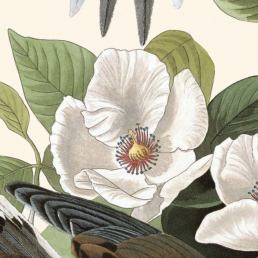 Karolina-Taube von John James Audubon, 1827 