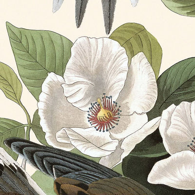 Karolina-Taube von John James Audubon, 1827 