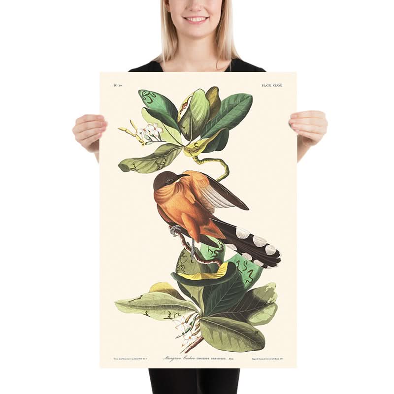 Mangrove-Kuckuck von John James Audubon, 1827 