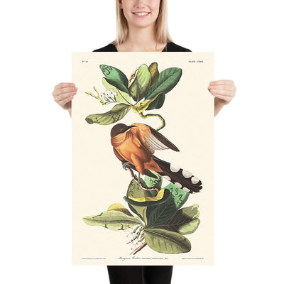 Mangrove-Kuckuck von John James Audubon, 1827 