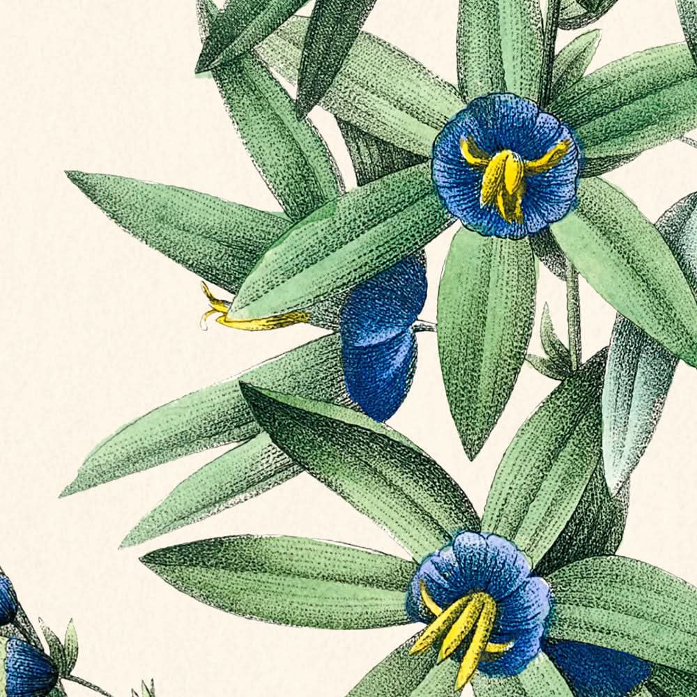 Lys de maïs africain par Pierre-Joseph Redouté, 1802