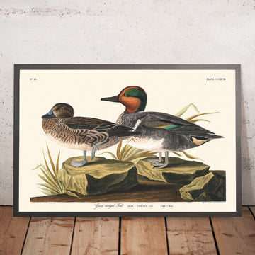 Teal dalle ali verdi di John James Audubon, 1827 