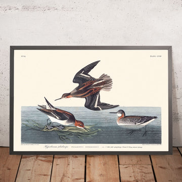 Falaropo iperboreo di John James Audubon, 1827 