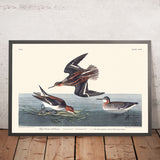 Hyperborean Phalarope by John James Audubon, 1827