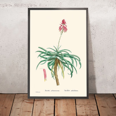 Candelabro Aloe de Pierre-Joseph Redouté, 1802
