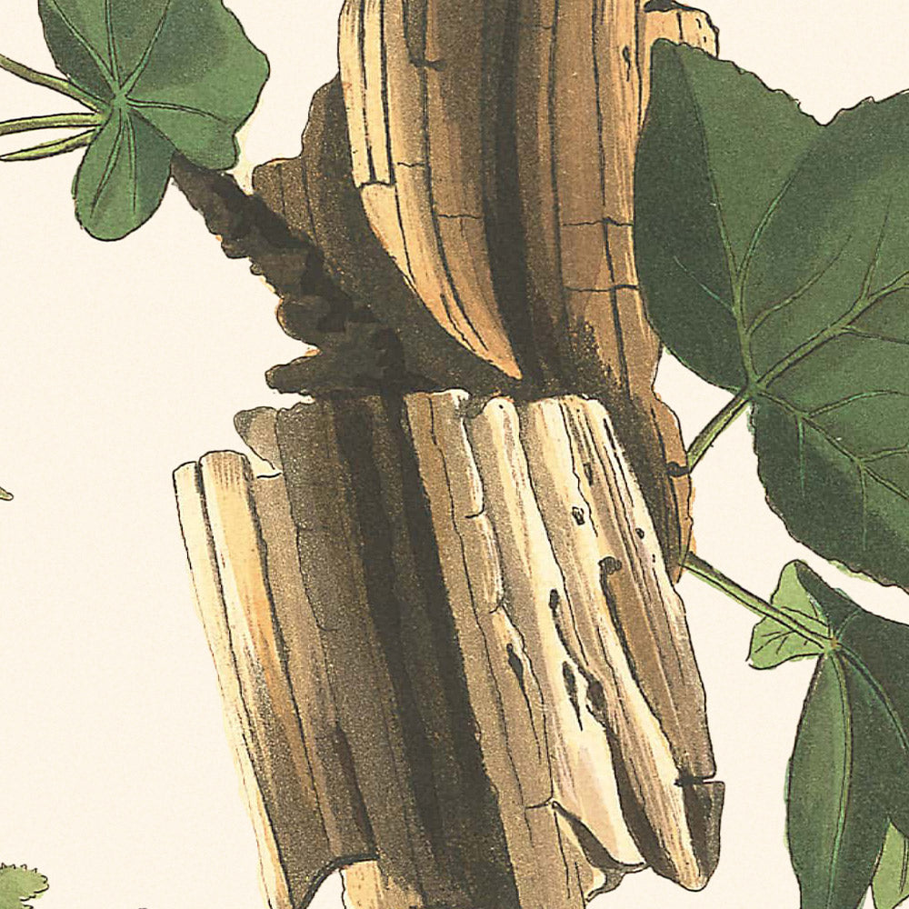 Traill's Fliegenfänger von John James Audubon 1827 