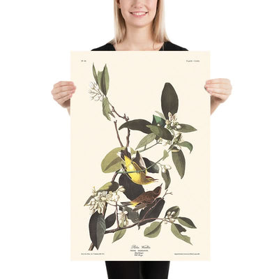 Palm Warbler by John James Audubon, 1827