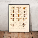 True Flies (Diptera, Plate 02) by Frederick DuCane Godman, 1879