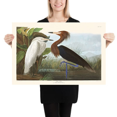 Purple Heron by John James Audubon, 1827
