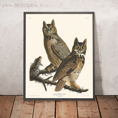 Great Horned Owl by John James Audubon, 1827