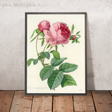 Choix des plus belles fleurs (Plate 99) by Pierre Joseph Redouté, 1827