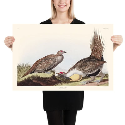 El Gallo de las Llanuras por John James Audubon, 1827 