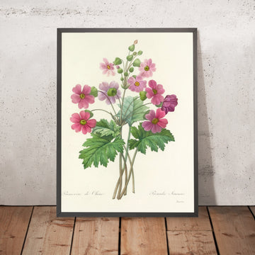 A framed image of Choix des plus belles fleurs, Plate 81 by Pierre Joseph Redouté, 1827