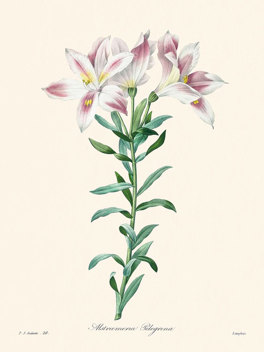 Peruvian Lily by Pierre-Joseph Redouté, 1827
