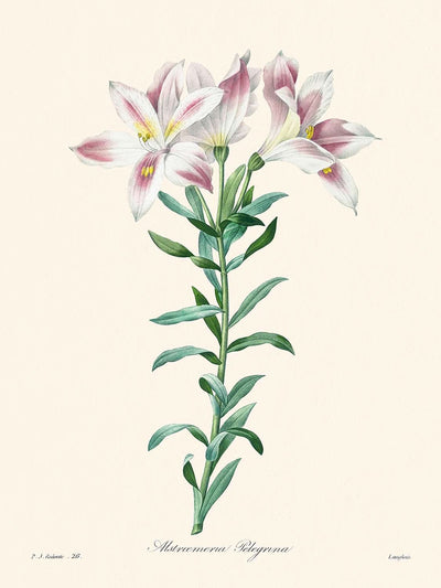 Peruvian Lily by Pierre-Joseph Redouté, 1827