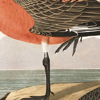Red-breasted Sandpiper by John James Audubon, 1827