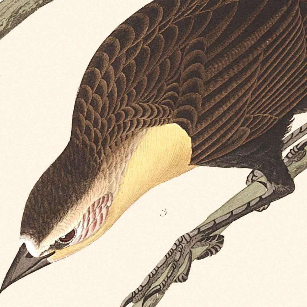 Nuttall's Starling, Yellow-headed Troopial, Bullock's Oriole by John James Audubon, 1827