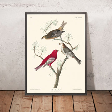 Kieferngrosbeere von John James Audubon, 1827 