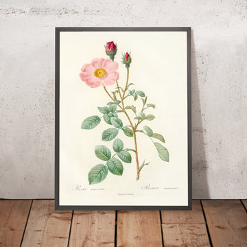 A framed image of Moss Rose (Rosa muscosa ‘Simplex’) by Pierre Joseph Redouté, 1817