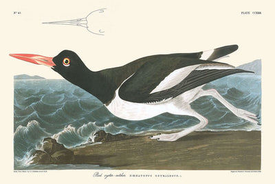 Pied Oyster-catcher by John James Audubon, 1827