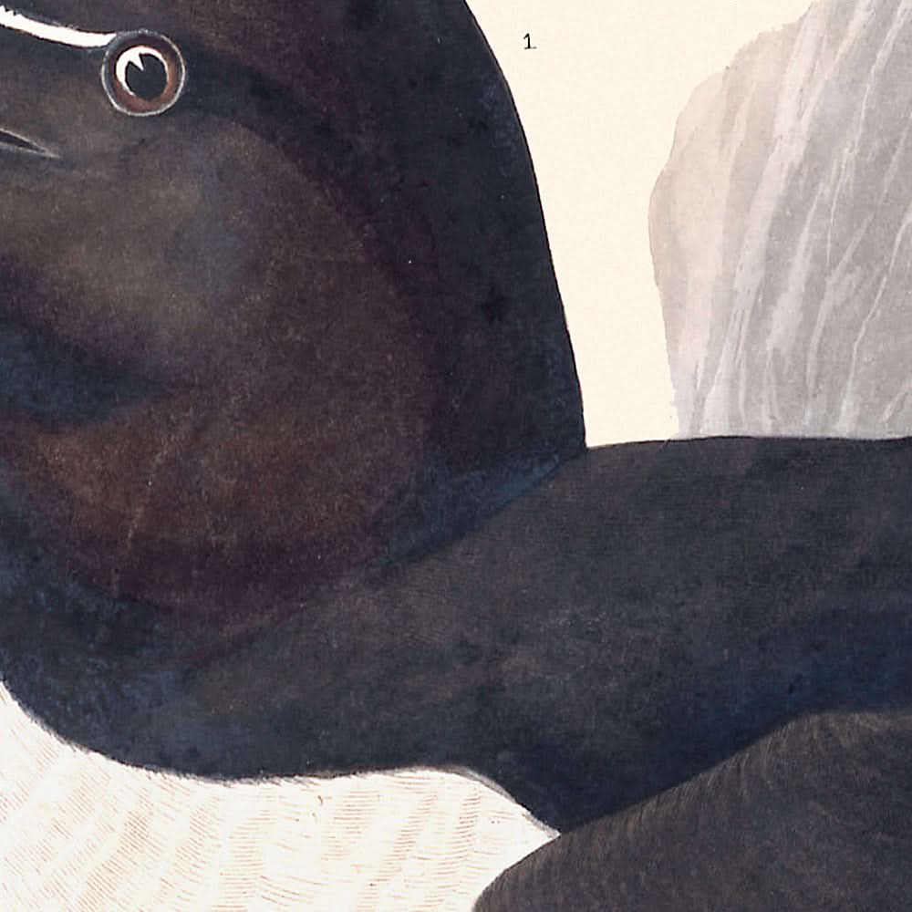 Razor Bill by John James Audubon, 1827