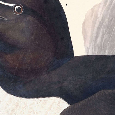 Razor Bill by John James Audubon, 1827