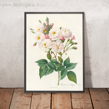 A framed image of Rosa Noisettiana by Pierre Joseph Redouté, 1817