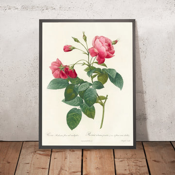 A framed image of Rose (Rosa reclinata flore sub multiplici) by Pierre Joseph Redouté, 1817