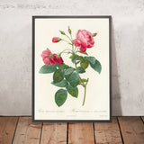 Rose (Rosa reclinata flore sub multiplici) by Pierre Joseph Redouté, 1817