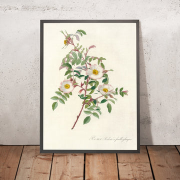 A framed image of Rose (Rosa Redutea Glauca) by Pierre Joseph Redouté, 1817