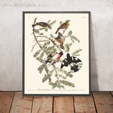 Rosenbrustiger Grosbeak von John James Audubon, 1827 