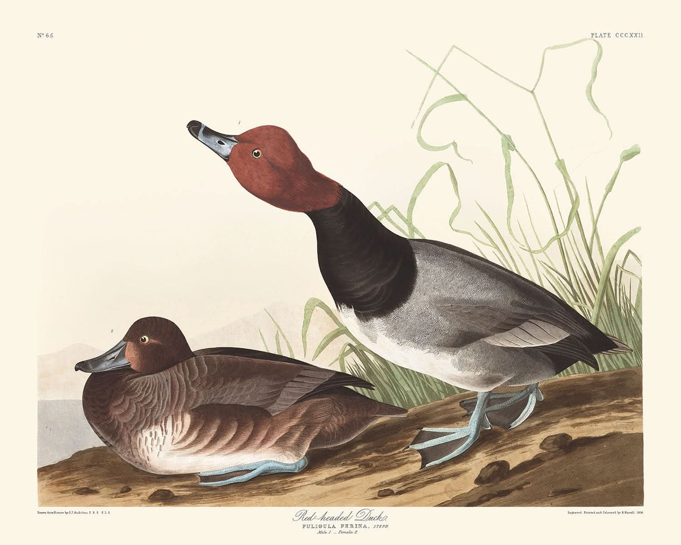 Red-headed Duck by John James Audubon, 1827