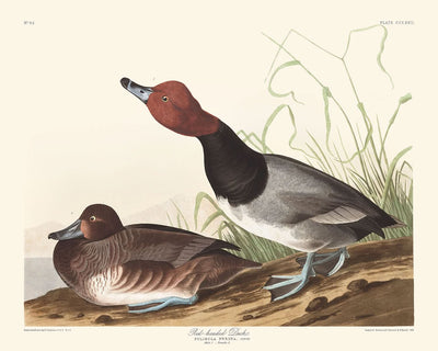 Red-headed Duck by John James Audubon, 1827