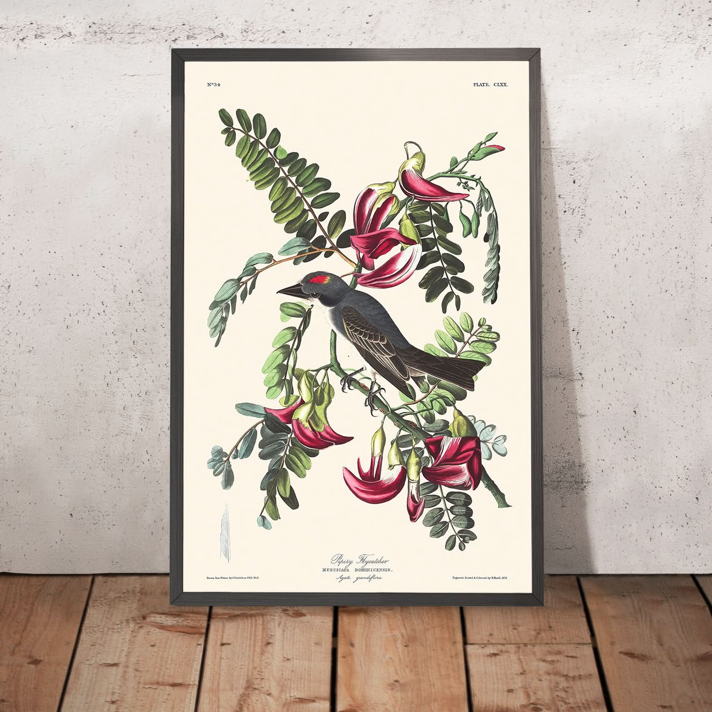 Piping Flycatcher by John James Audubon, 1827