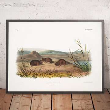A framed image of 