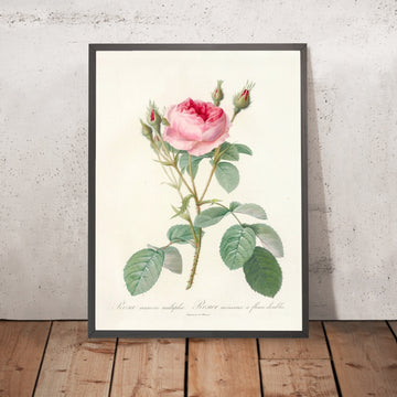 A framed image of Moss Rose (Rosa muscosa multiplex) by Pierre Joseph Redouté, 1817