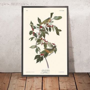 Warbler di Nashville di John James Audubon, 1827 