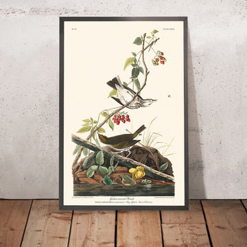 Goldkröniger Drossel von John James Audubon, 1827 