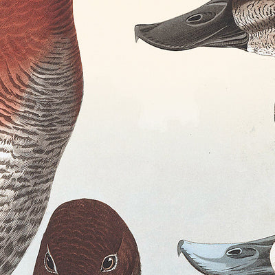 Ruddy Duck von John James Audubon 1827 