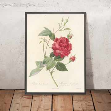 A framed image of Rosa Indica Cruenta by Pierre Joseph Redouté, 1817