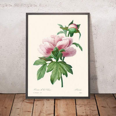 Pink Peony von Pierre-Joseph Redouté, 1802 