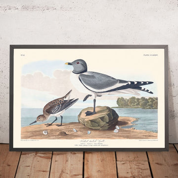 Gabelschwanzmöwe von John James Audubon, 1827 