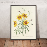 Coreopsis elegans (Plate 26) by Pierre Joseph Redouté, 1827