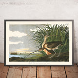 Zarapito de pico largo, de John James Audubon, 1827