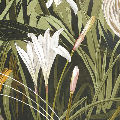 Night Heron, or Qua Bird by John James Audubon, 1827