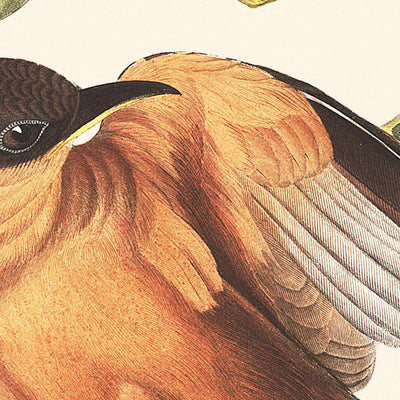 Mangrove-Kuckuck von John James Audubon, 1827 
