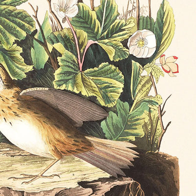Lincoln Finch von John James Audubon, 1827 