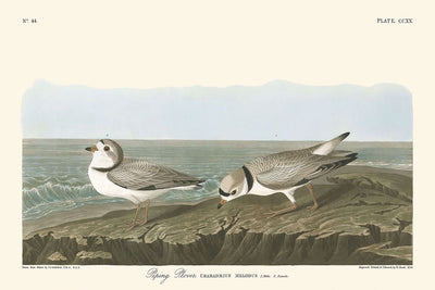 Piping Plover by John James Audubon, 1827