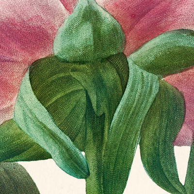 Pink Peony von Pierre-Joseph Redouté, 1802 